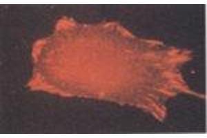 Transformed CHO cells (MAb CA3, aIIb-Integrin)