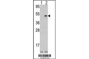 Western blot analysis of AURKB using rabbit polyclonal Aurora-B (ARK/STK12) Antibody using 293 cell lysates (2 ug/lane) either nontransfected (Lane 1) or transiently transfected with the AURKB gene (Lane 2). (Aurora Kinase B Antikörper  (AA 283-313))