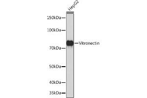 Western blot analysis of extracts of HepG2 cells, using Vitronectin Rabbit mAb (ABIN7271334) at 1:1000 dilution. (Vitronectin Antikörper)