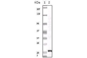 Western Blot showing FGF2 antibody used against truncated FGF2 recombinant protein.