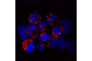 IF on human plasmacytoid dendritic cells. (TLR9 Antikörper  (AA 830-880))