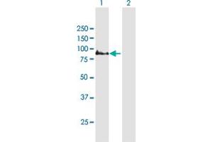 Western Blot analysis of COMP expression in transfected 293T cell line by COMP MaxPab polyclonal antibody. (COMP Antikörper  (AA 1-724))