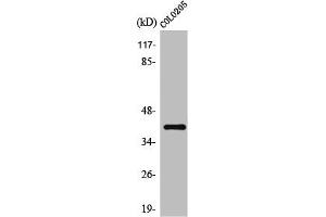 Western Blot analysis of COLO205 cells using Olfactory receptor 10D4 Polyclonal Antibody (OR1D4 Antikörper  (Internal Region))