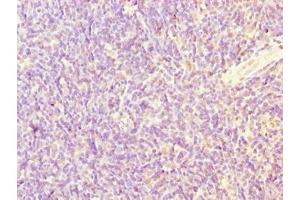 Immunohistochemistry of paraffin-embedded human thymus tissue using ABIN7169591 at dilution of 1:100 (Sideroflexin 4 Antikörper  (AA 2-110))