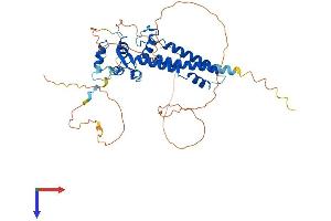 TFAP2E Protein (AA 1-442) (His tag)