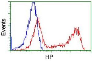 HEK293T cells transfected with either RC223612 overexpress plasmid (Red) or empty vector control plasmid (Blue) were immunostained by anti-HP antibody (ABIN2453134), and then analyzed by flow cytometry. (Haptoglobin Antikörper)