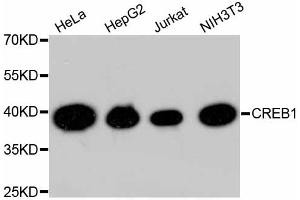Western blot analysis of extracts of various cell lines, using CREB1 antibody (ABIN5996963). (CREB1 Antikörper)