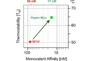 Improvement of affinitiy and Fv-region thermal stability of Hyper-Myc compared to hybridoma antibody Myc1- 9E10 recognizing the myc-epitope (Rekombinanter Myc Tag Antikörper  (AA 408-439))