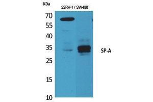 Western Blot (WB) analysis of 22RV-1, SW480 cells using SP-A Polyclonal Antibody. (Surfactant Protein A1 Antikörper  (Internal Region))