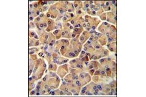 Immunohistochemistry analysis in Formalin Fixed, Paraffin Embedded Human pancreas tissue stained with SEL1L antibody (Center) followed by peroxidase conjugation of the secondary antibody and DAB staining. (SEL1L Antikörper  (Middle Region))