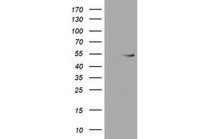 Western Blotting (WB) image for anti-RuvB-Like 2 (E. Coli) (RUVBL2) (AA 113-370) antibody (ABIN1490851) (RUVBL2 Antikörper  (AA 113-370))