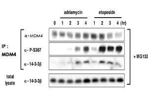 Induction of S367 phosphorylation after DNA damage is associated with increased binding of 14-3-3 to MDM4 and accelerated MDM4 degradation. (MDM4-binding Protein Antikörper  (pSer367))