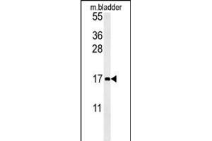 CCL4 Antibody (Center) (ABIN654131 and ABIN2850474) western blot analysis in mouse bladder tissue lysates (15 μg/lane). (CCL4 Antikörper  (AA 22-48))