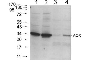 20ug of total protein from (2) Arabidopsis thaliana mitochondria and leafs of (1)Arabidopsis thaliana and cold-stressed (3) Solanum tuberosum and (4) Pisumsativum were separated on 4-12% NuPage (Invitrogen) and blotted onnitrocellulose. (AOX1/AOX2 Antikörper  (C-Term))