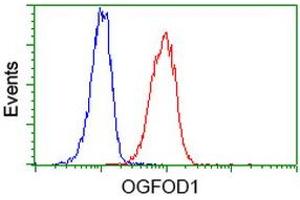 Image no. 3 for anti-2-Oxoglutarate and Iron-Dependent Oxygenase Domain Containing 1 (OGFOD1) antibody (ABIN1499912) (OGFOD1 Antikörper)