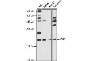 Western blot analysis of extracts of various cell lines, using JDP2 antibody (ABIN7268053) at 1:1000 dilution. (JDP2 Antikörper  (AA 1-174))