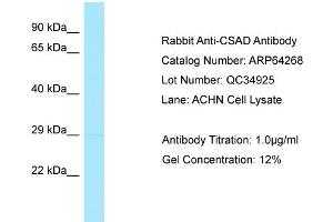 Western Blotting (WB) image for anti-Cysteine Sulfinic Acid Decarboxylase (CSAD) (C-Term) antibody (ABIN2789783)