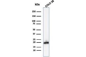 Western Blot Analysis of COLO-38 cell lysate using MART-1 Rabbit Polyclonal Antibody. (MLANA Antikörper)
