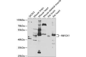 Western blot analysis of extracts of various cell lines, using RBFOX1 antibody (ABIN6130888, ABIN6146754, ABIN6146755 and ABIN6223777) at 1:1000 dilution. (A2BP1 Antikörper  (AA 1-130))