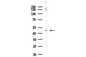 Western blot analysis of lysates from Mouse brain, using P2RX1 Antibody at 1/1000 dilution.