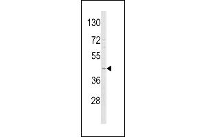 Western blot analysis of ADIPOR1 Antibody (C-term) (ABIN652574 and ABIN2842386) in Y79 cell line lysates (35 μg/lane). (Adiponectin Receptor 1 Antikörper  (C-Term))