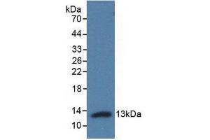 Detection of Recombinant Adropin, Human using Polyclonal Antibody to Adropin (AD) (ENHO Antikörper  (AA 34-76))