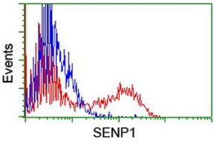 Image no. 2 for anti-SUMO1/sentrin Specific Peptidase 1 (SENP1) (AA 221-460) antibody (ABIN1491227) (SENP1 Antikörper  (AA 221-460))