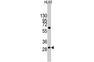 Western blot analysis of LIN28B polyclonal antibody  in HL-60 cell line lysates (35 ug/lane). (LIN28B Antikörper  (N-Term))