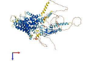 CLCN2 Protein (AA 1-908) (His tag)