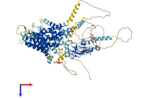 CLCN2 Protein (AA 1-908) (His tag)
