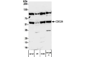 Western Blotting (WB) image for anti-Cell Division Cycle 20 Homolog (S. Cerevisiae) (CDC20) (AA 449-499) antibody (ABIN7454724)
