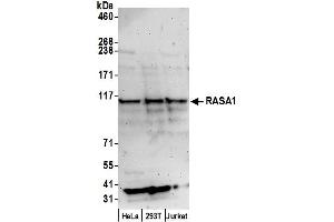 Western Blotting (WB) image for anti-RAS P21 Protein Activator (GTPase Activating Protein) 1 (RASA1) (AA 997-1047) antibody (ABIN7449253)