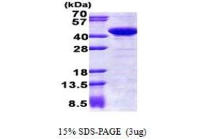 SDS-PAGE (SDS) image for Starch Binding Domain 1 (STBD1) (AA 24-358) protein (His tag) (ABIN5778659) (STBD1 Protein (AA 24-358) (His tag))