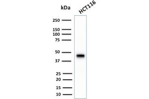 Western Blot Analysis of human HCT116 cell lysate using CK18 Rabbit Recombinant Monoclonal Antibody (KRT18/2808R). (Rekombinanter Cytokeratin 18 Antikörper)