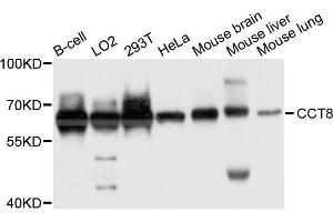 Western blot analysis of extract of various cells, using CCT8 antibody. (CCT8 Antikörper)