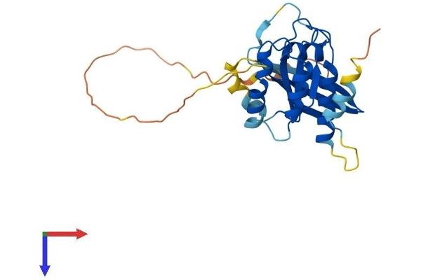RAB26 Protein (AA 1-256) (His tag)