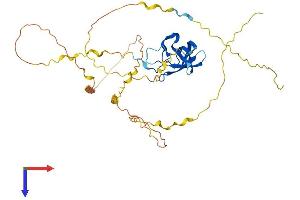 YBX2 Protein (AA 1-364) (His tag)