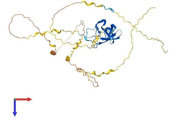 YBX2 Protein (AA 1-364) (His tag)