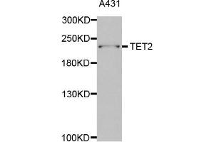 Western Blotting (WB) image for anti-Tet Methylcytosine Dioxygenase 2 (TET2) antibody (ABIN1876883) (TET2 Antikörper)