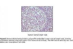 Image no. 1 for anti-CD19 Molecule (CD19) antibody (ABIN207604) (CD19 Antikörper)