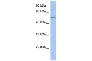 WB Suggested Anti-FBXO39 Antibody Titration: 0. (FBXO39 Antikörper  (Middle Region))
