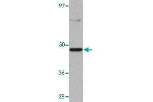 Western blot analysis of mouse heart tissue with TMEM184C polyclonal antibody  at 1 ug/mL dilution.