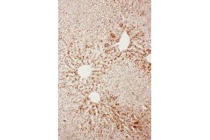 Anti-Serum Amyloid P Picoband antibody,  IHC(P): Rat Liver Tissue (APCS Antikörper  (AA 21-228))