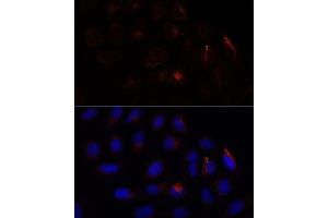 Immunofluorescence analysis of U-2 OS cells using CHP1 antibody (ABIN7266008) at dilution of 1:100. (CHP Antikörper  (AA 1-195))