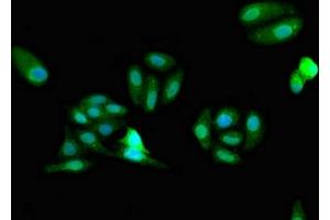 Immunofluorescent analysis of HepG2 cells using ABIN7163076 at dilution of 1:100 and Alexa Fluor 488-congugated AffiniPure Goat Anti-Rabbit IgG(H+L) (FARSB Antikörper  (AA 1-299))