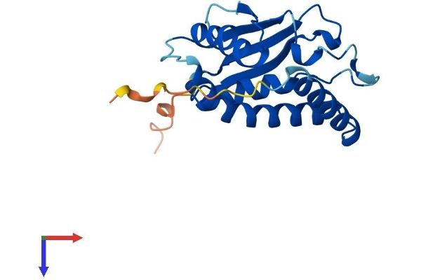BET3L/TRAPPC3L Protein (AA 1-181) (His tag)