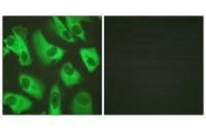 Immunofluorescence analysis of HeLa cells, using Kir5. (KIR5.1 Antikörper)