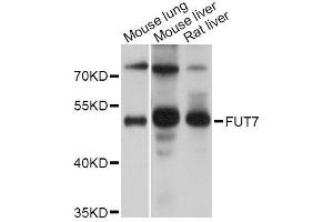 Western blot analysis of extracts of various cell lines, using FUT7 Antibody (ABIN5995907) at 1/1000 dilution. (FUT7 Antikörper)