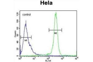 Flow cytometric analysis of Hela cells using RAB6IP1 / DENND5A Antibody (Center) Cat. (DENND5A Antikörper  (Middle Region))
