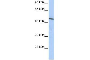 CCDC16 antibody used at 1. (CCDC16 Antikörper  (N-Term))